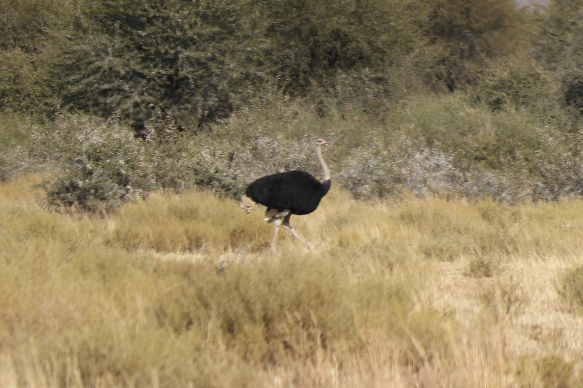 Common Ostrich - ML297860861