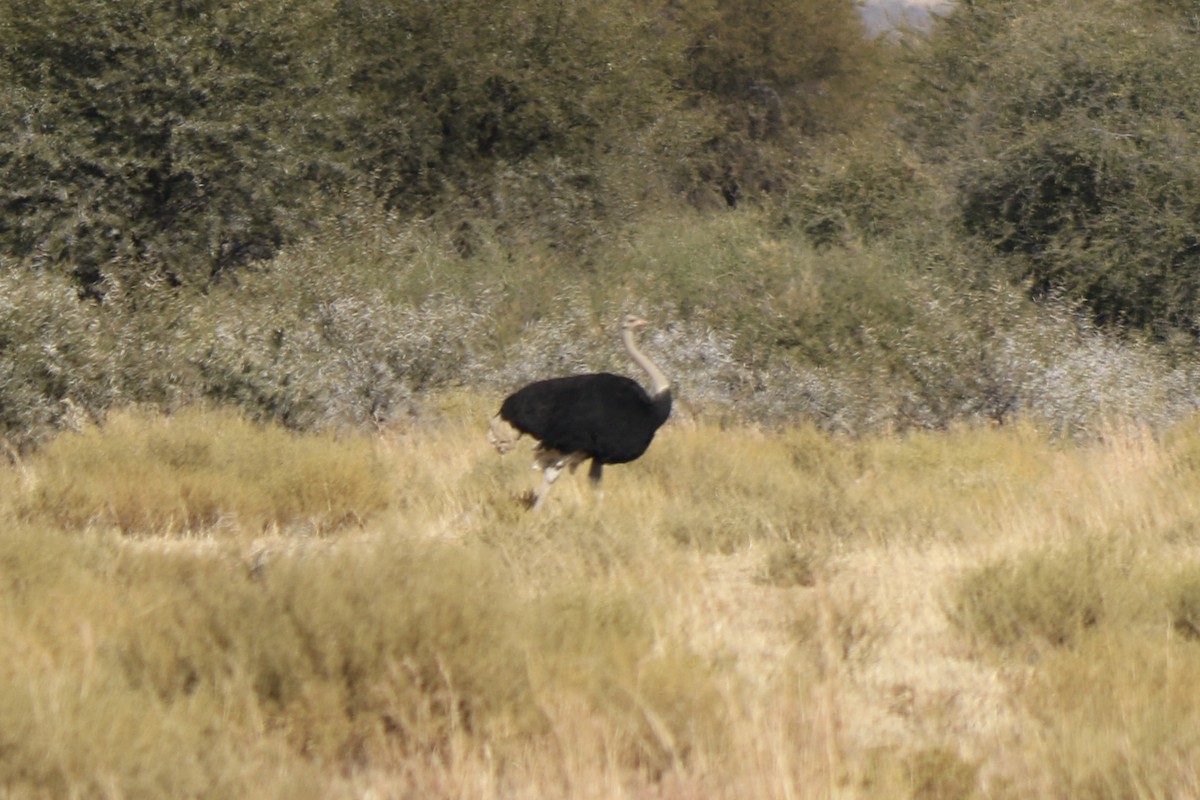 Common Ostrich - ML297860871