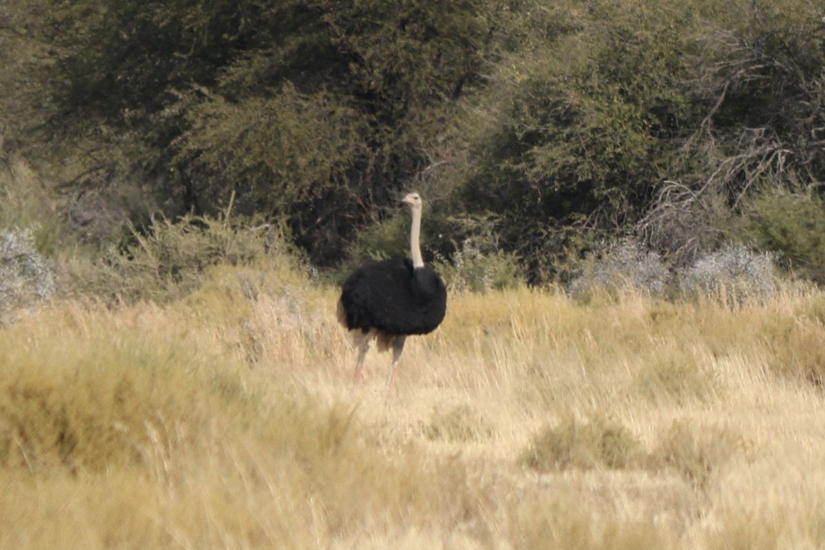 Common Ostrich - ML297860881