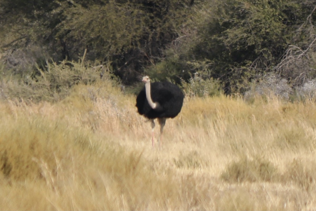Common Ostrich - ML297860901
