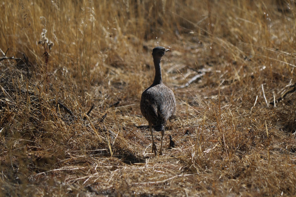 Red-crested Bustard - ML297860911