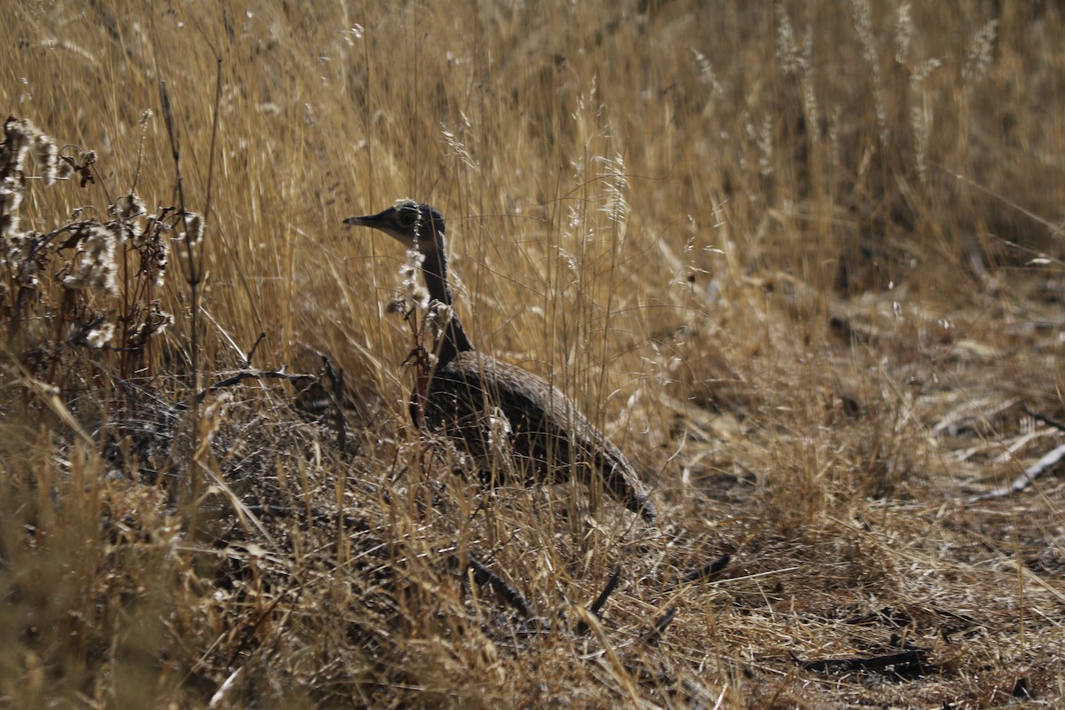 Red-crested Bustard - ML297860951