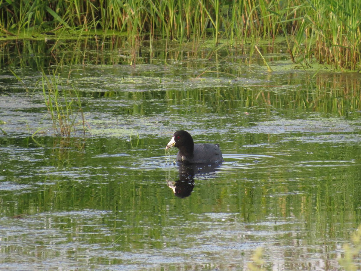 American Coot (Red-shielded) - Robin Maercklein