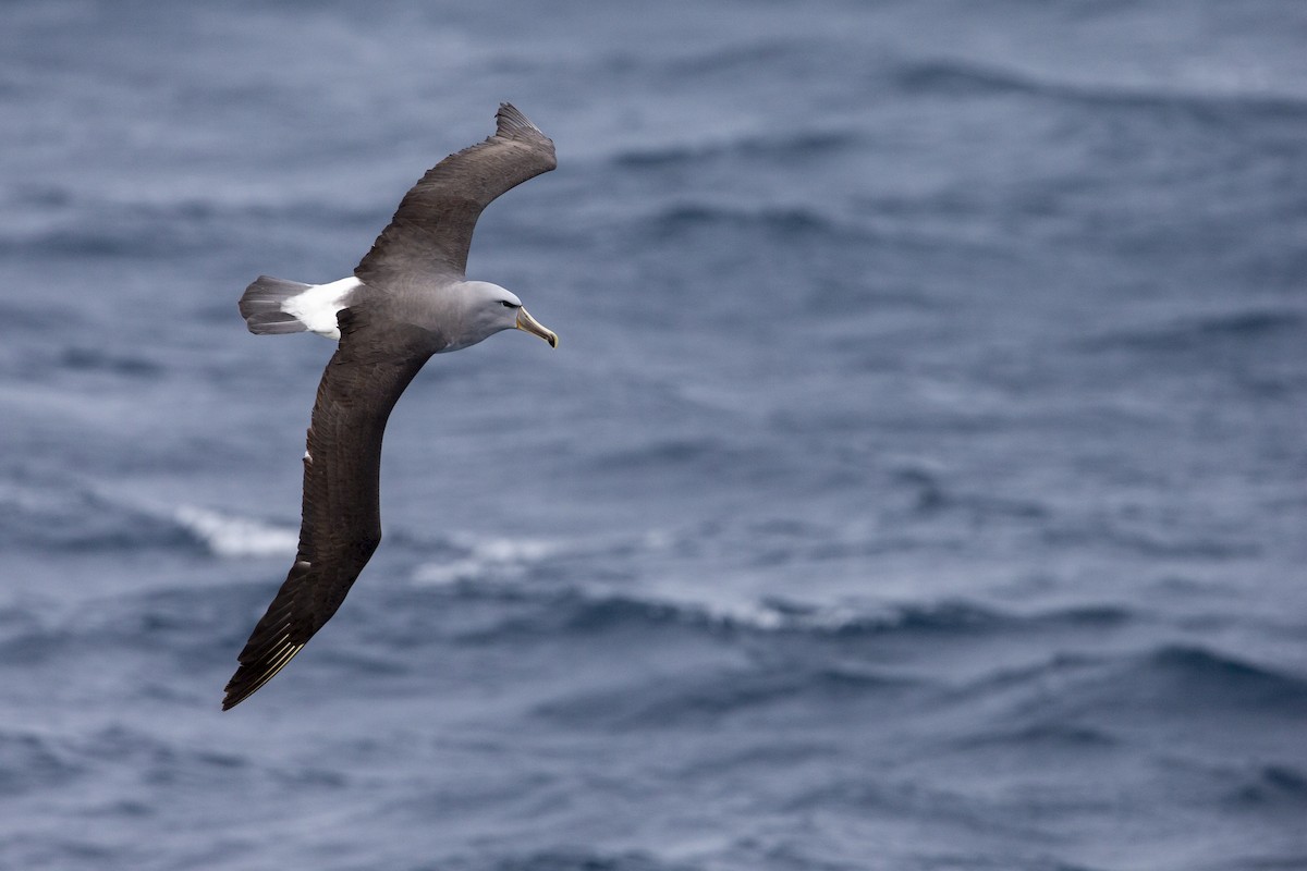 Albatros de Salvin - ML297872491