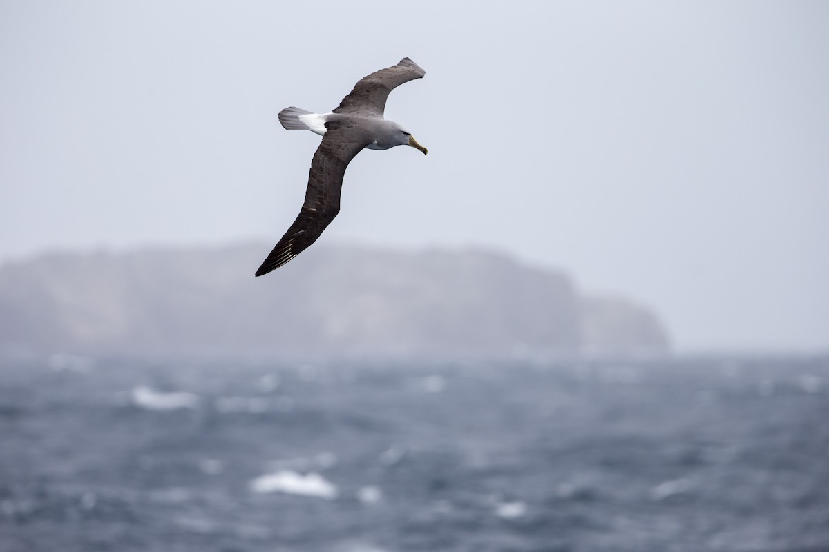 albatros snarský - ML297872501