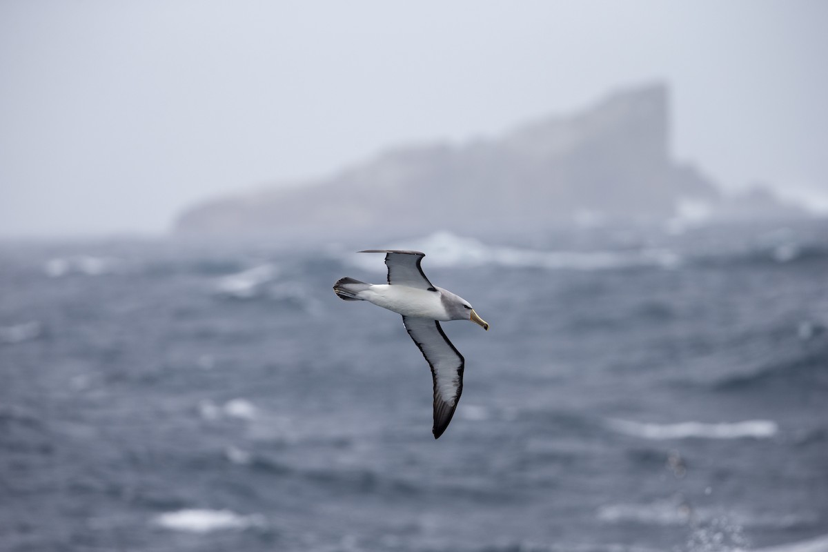 Salvin's Albatross - Michael Stubblefield