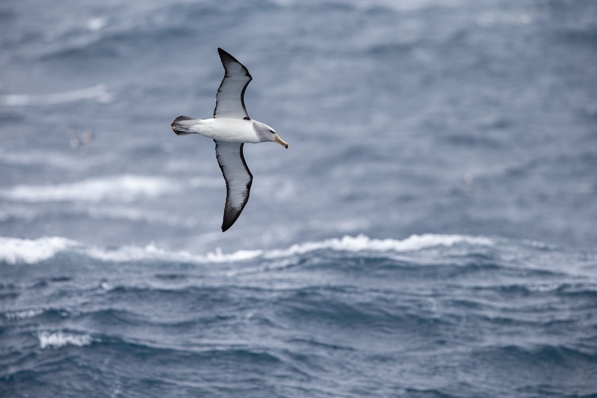 albatros snarský - ML297872531