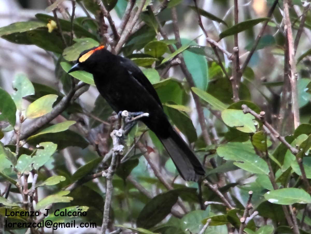Flame-crested Tanager - ML297873521
