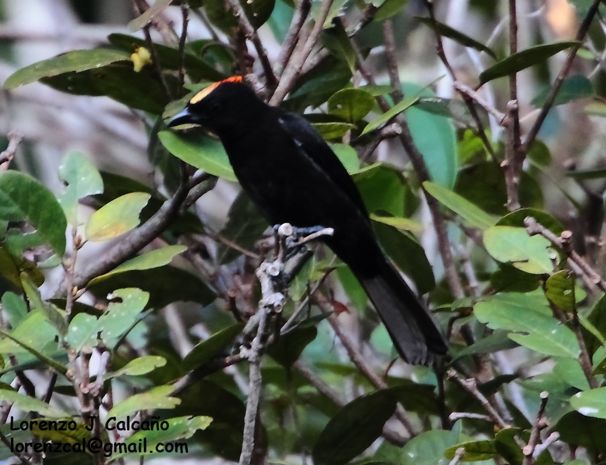 Flame-crested Tanager - ML297873531