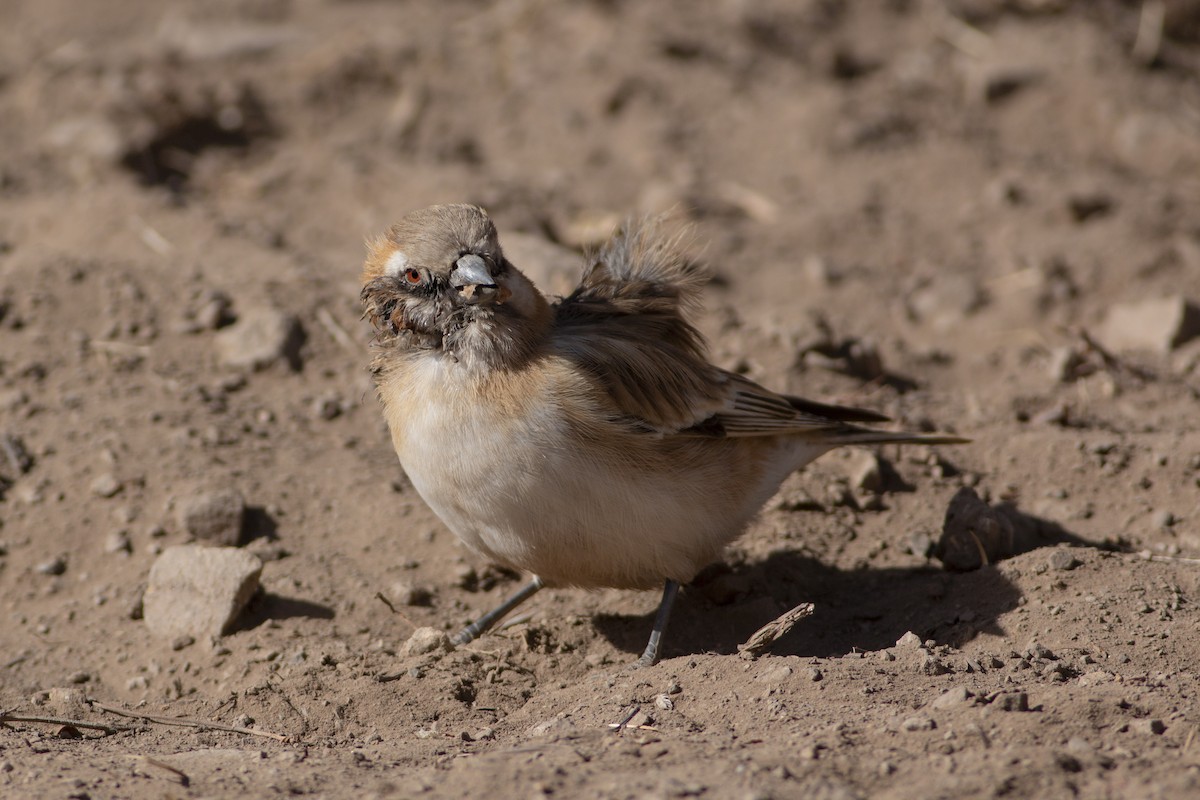 Rufous-necked Snowfinch - ML297876921