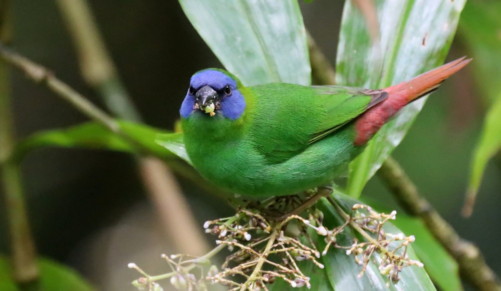 Blue-faced Parrotfinch - Tom Tarrant