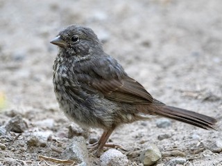 Молодая птица (Sooty) - Mason Maron - ML297893681