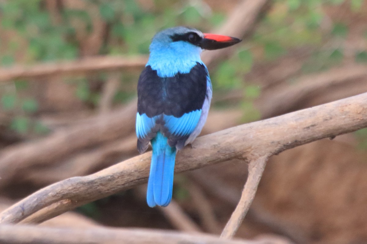 Blue-breasted Kingfisher - ML297894331