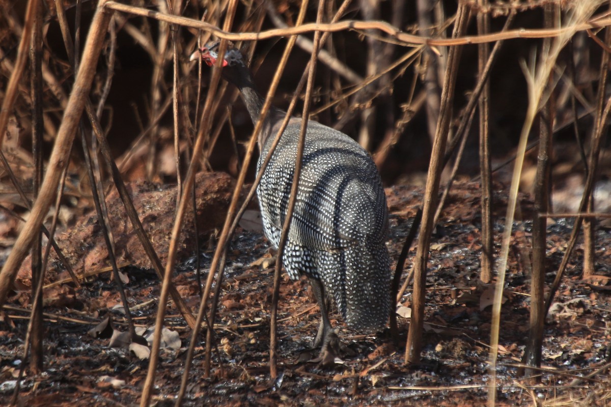 Helmeted Guineafowl (West African) - ML297896161