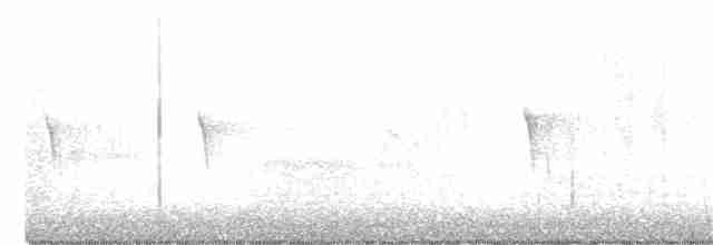 Weißbauch-Phoebetyrann - ML297898441