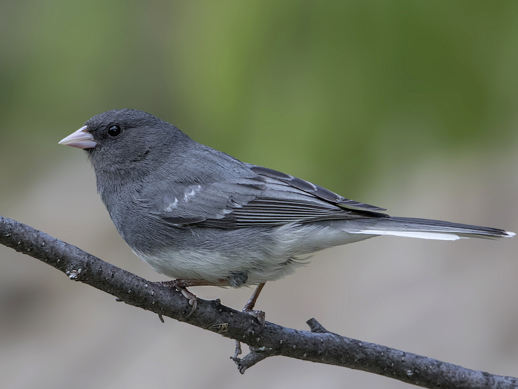 Dark-eyed Junco - Bradley Hacker 🦜