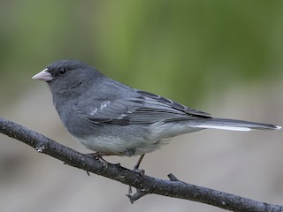  - Dark-eyed Junco (White-winged)