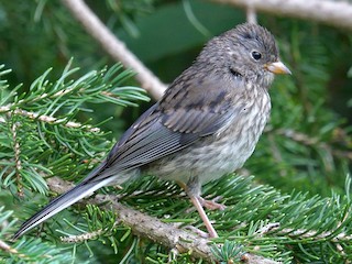 ユキヒメドリ - eBird