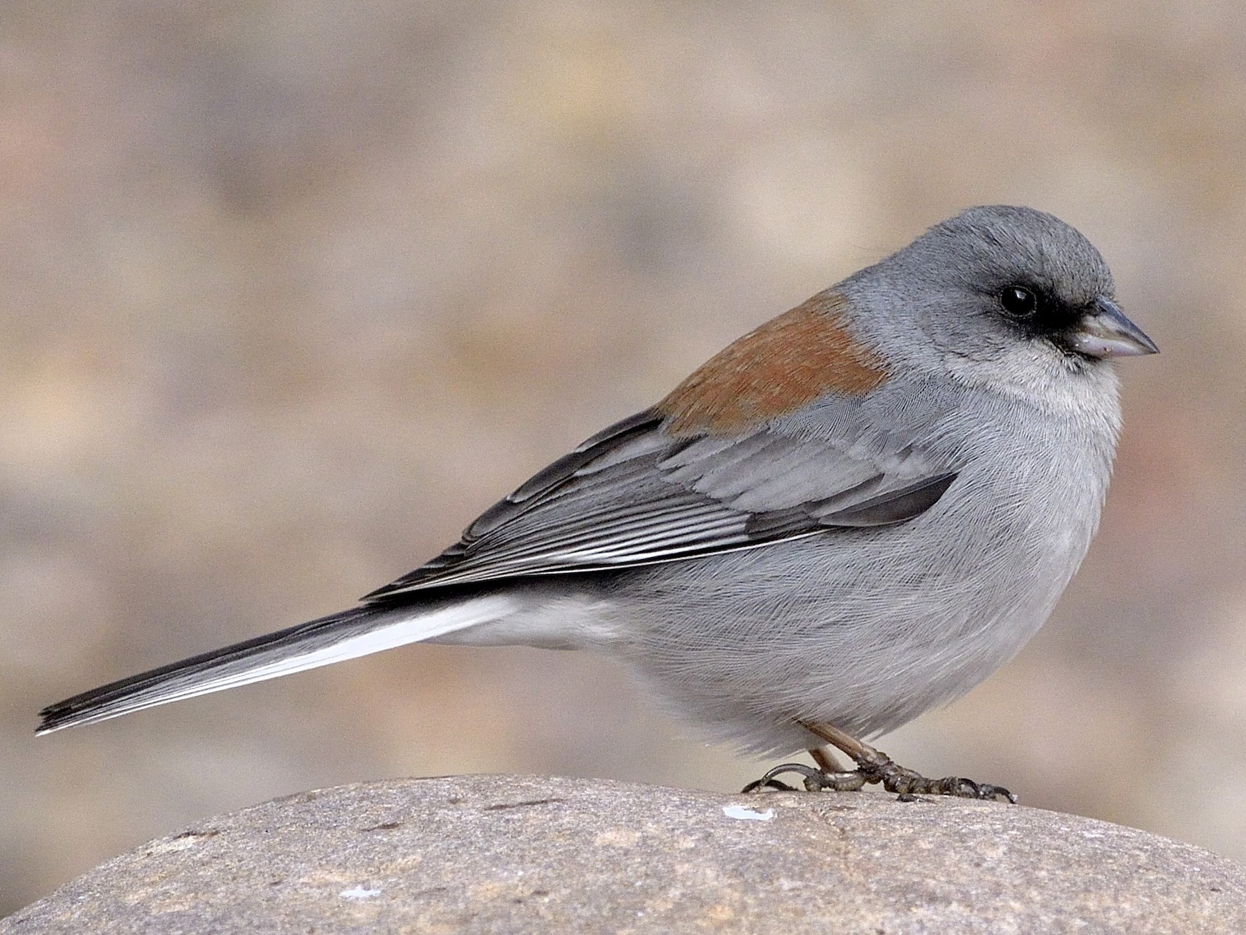 Dark-eyed Junco - Heather Pickard