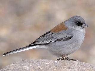  - Dark-eyed Junco (Red-backed)