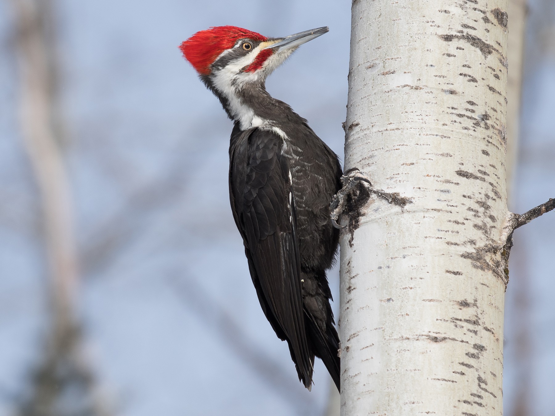 Pileated Woodpecker - Simon Boivin