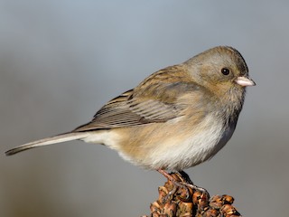 Самка/молодая птица (Slate-colored) - Daniel Irons - ML297900621