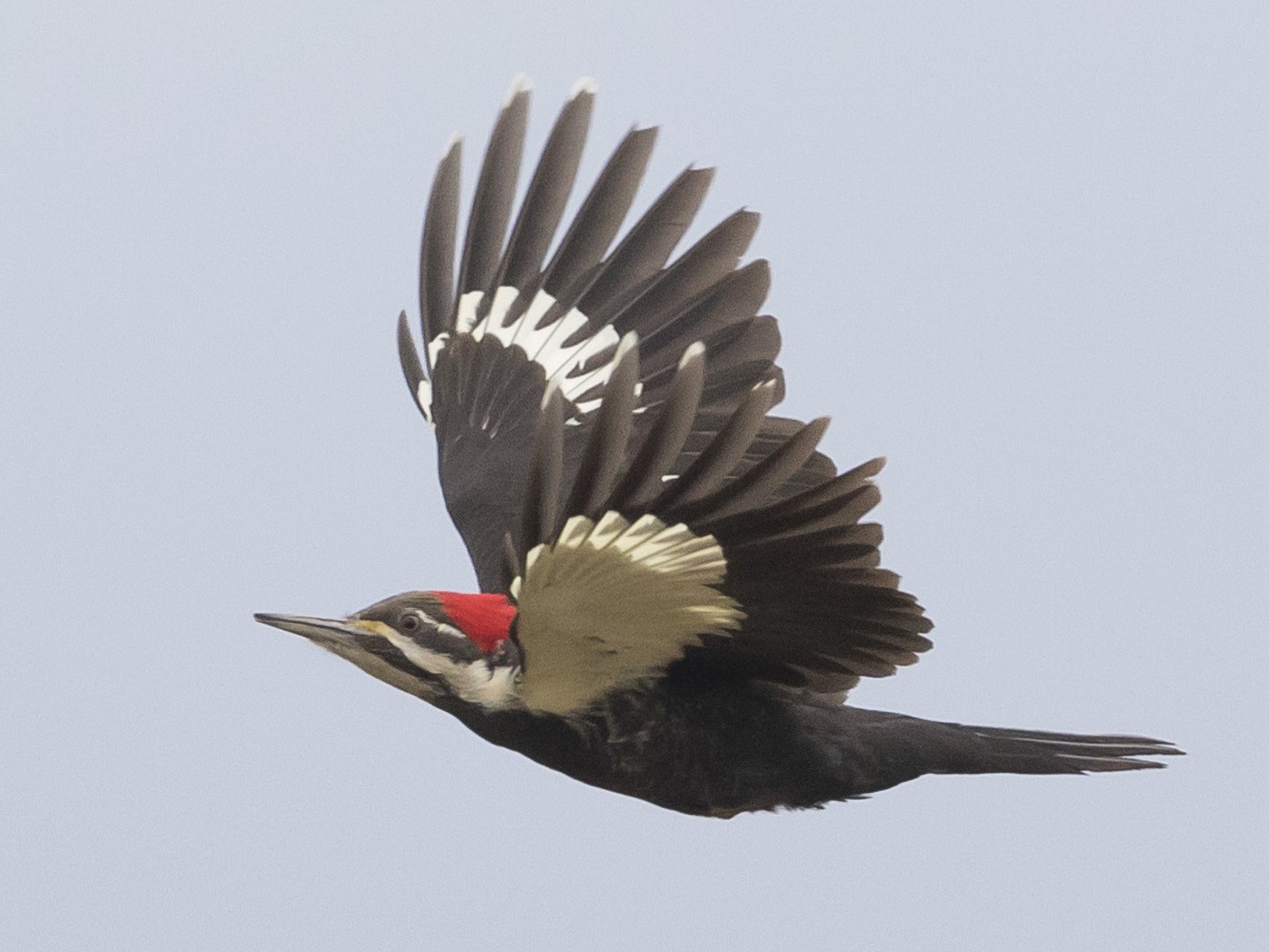 Pileated Woodpecker Size