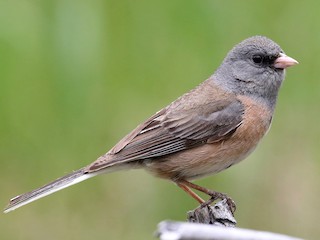  - Dark-eyed Junco (Pink-sided)