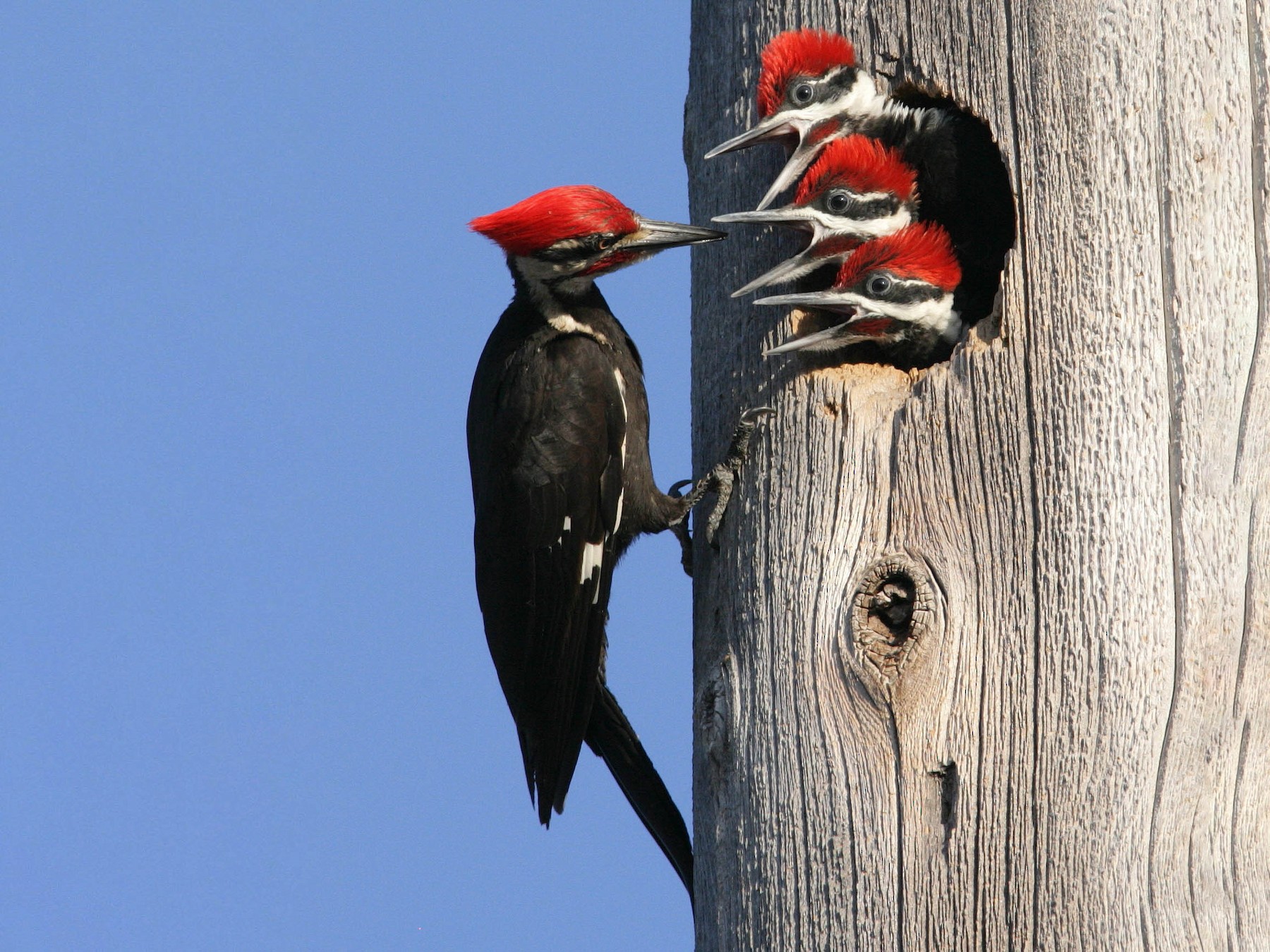 Pileated Woodpecker - Hal and Kirsten Snyder