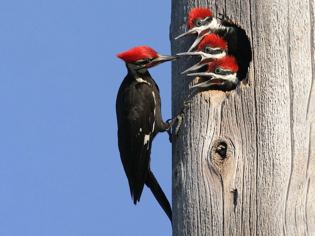 pileated woodpecker wings