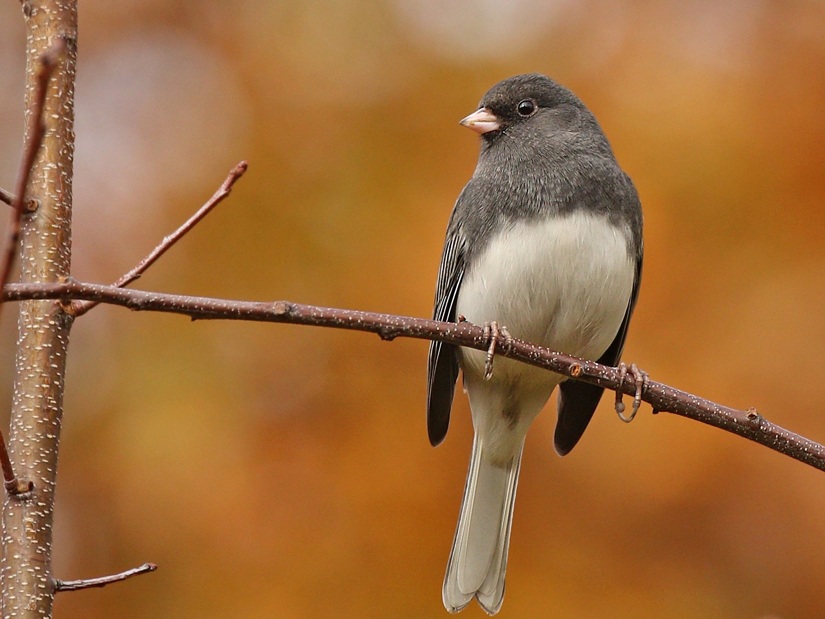 Dark-eyed Junco - Ryan Schain