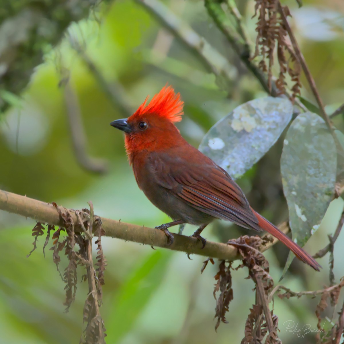 Crested Ant-Tanager - Pedro Bernal