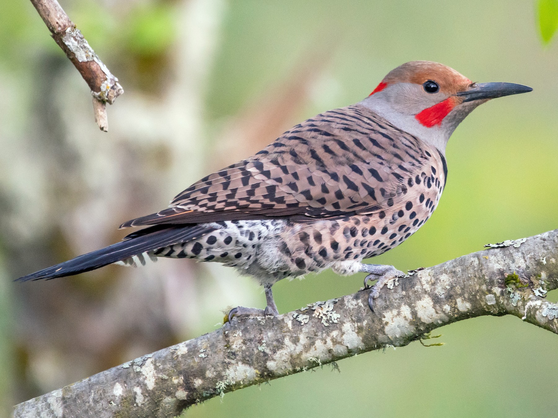 Northern Flicker - Mason Maron