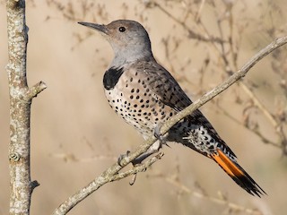 雌鳥 (Red-shafted) - Eric Ellingson - ML297903191