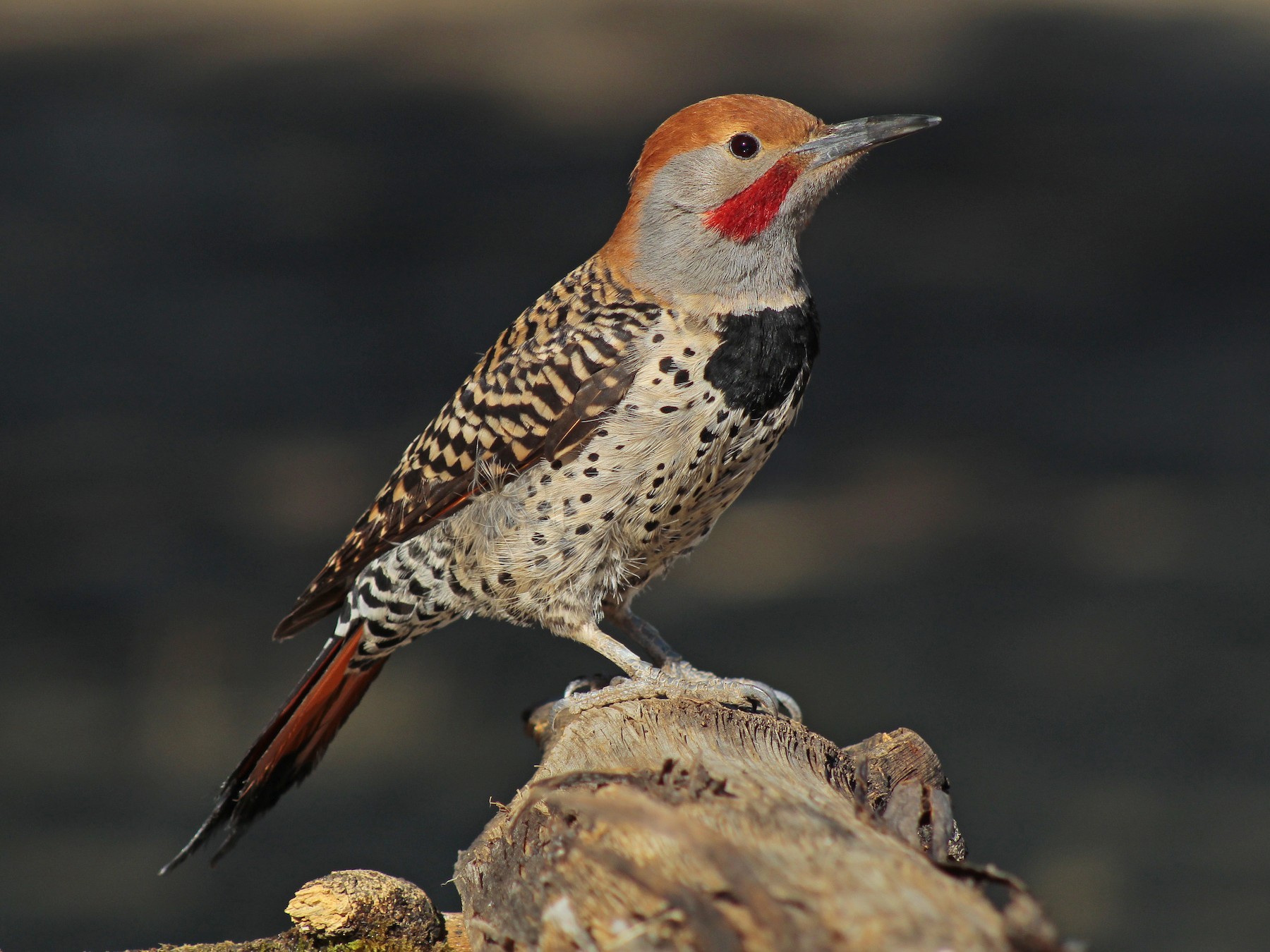 Northern Flicker - Esteban Matías (birding guide) Sierra de los Cuchumatanes Huehuetenango esteban.matias@hotmail.com                             +502 53810540