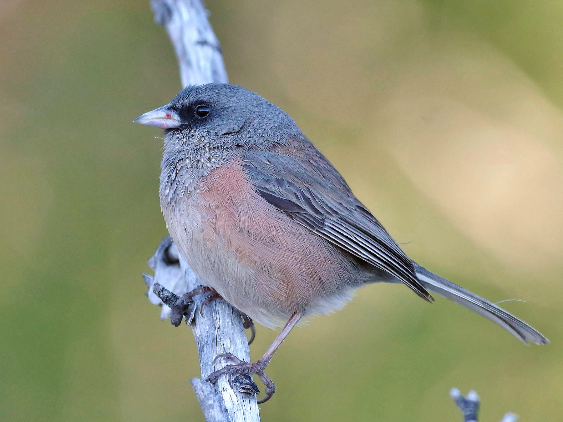 Guadalupe Junco eBird