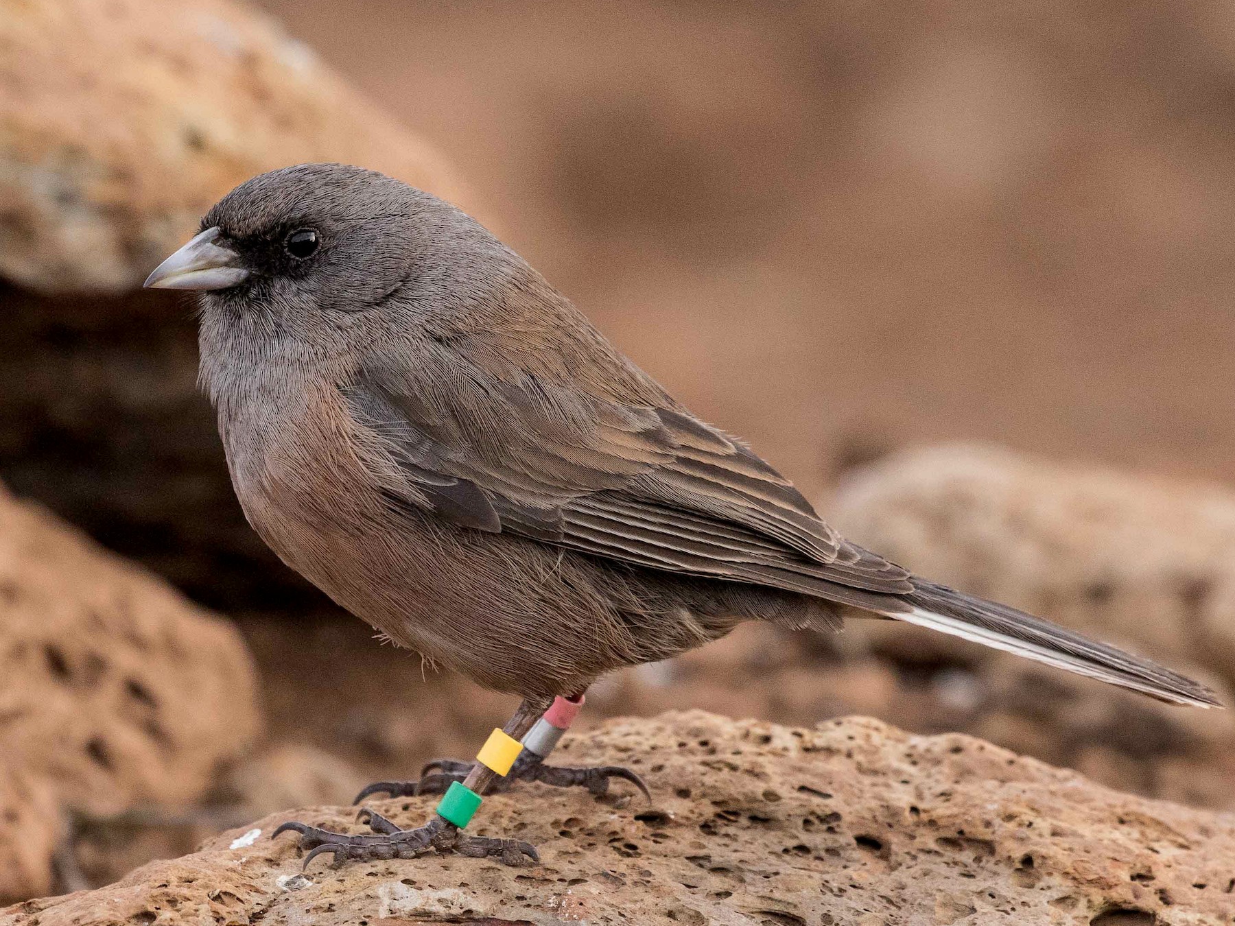 Guadalupe Junco eBird