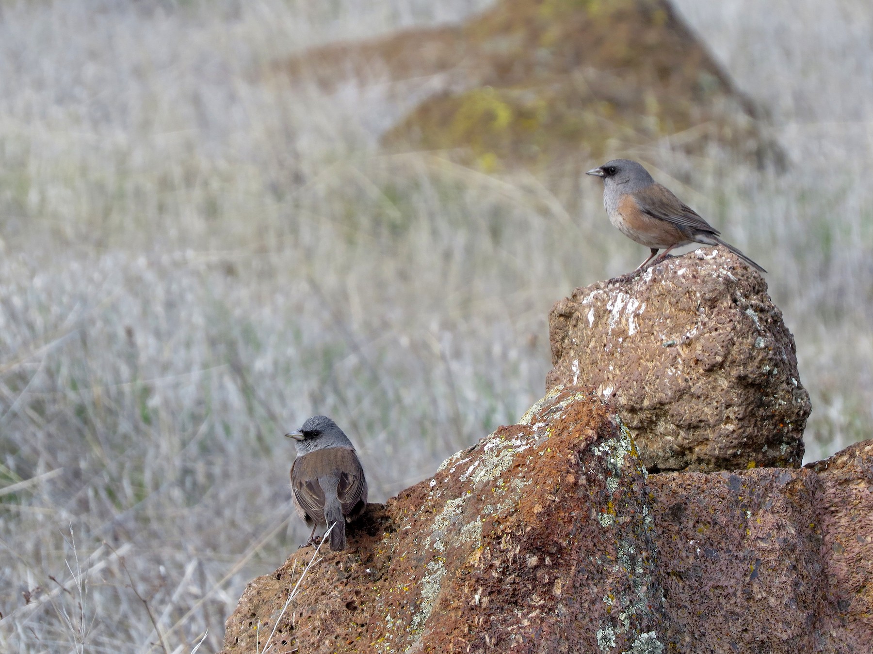 Guadalupe Junco eBird