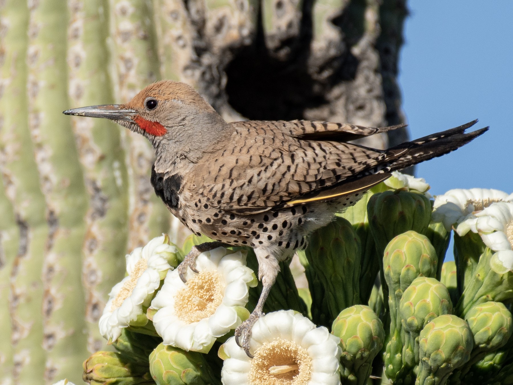 Gilded Flicker - Neil Rucker