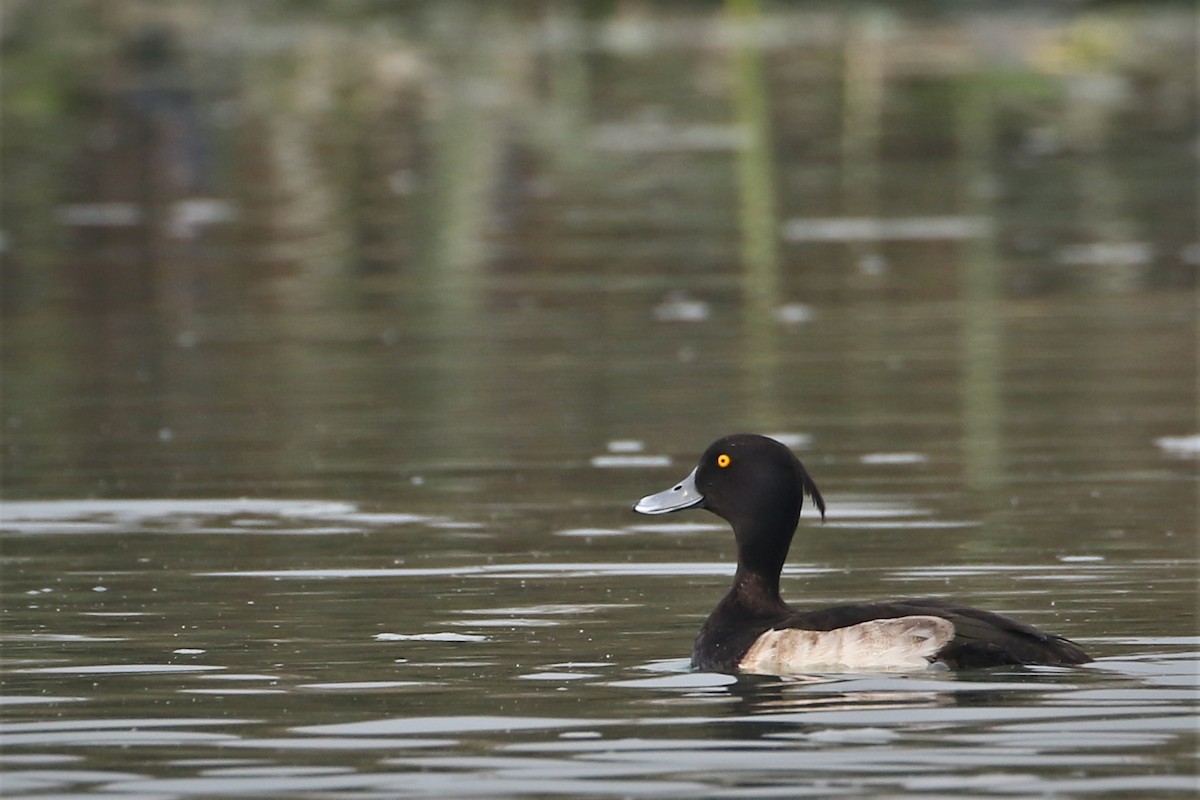 Tufted Duck - ML297906891