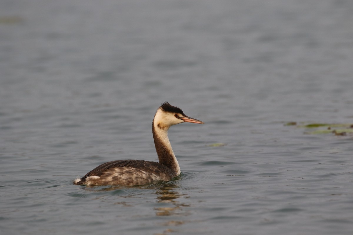 Great Crested Grebe - ML297907081