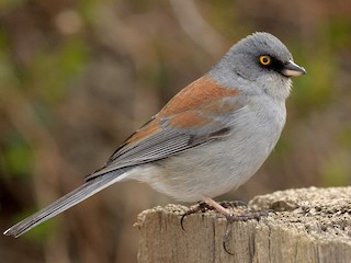  - Yellow-eyed Junco