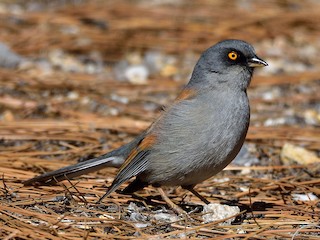  - Yellow-eyed Junco