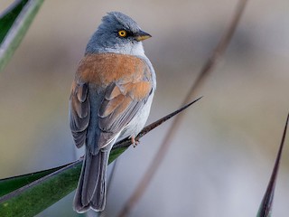  - Yellow-eyed Junco