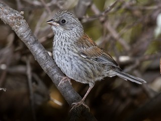  - Yellow-eyed Junco