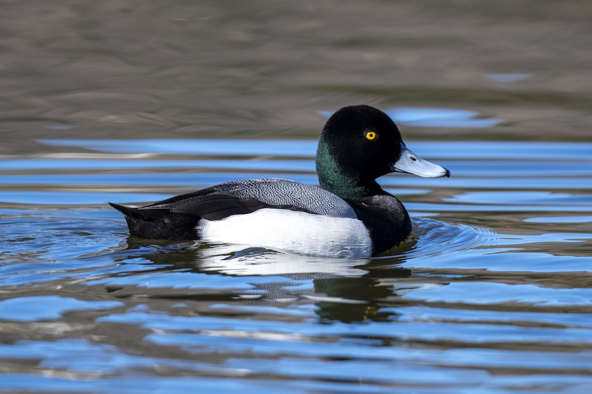 Greater/Lesser Scaup - Andrew Newmark
