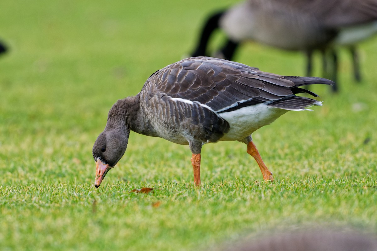 Greater White-fronted Goose - ML297913121