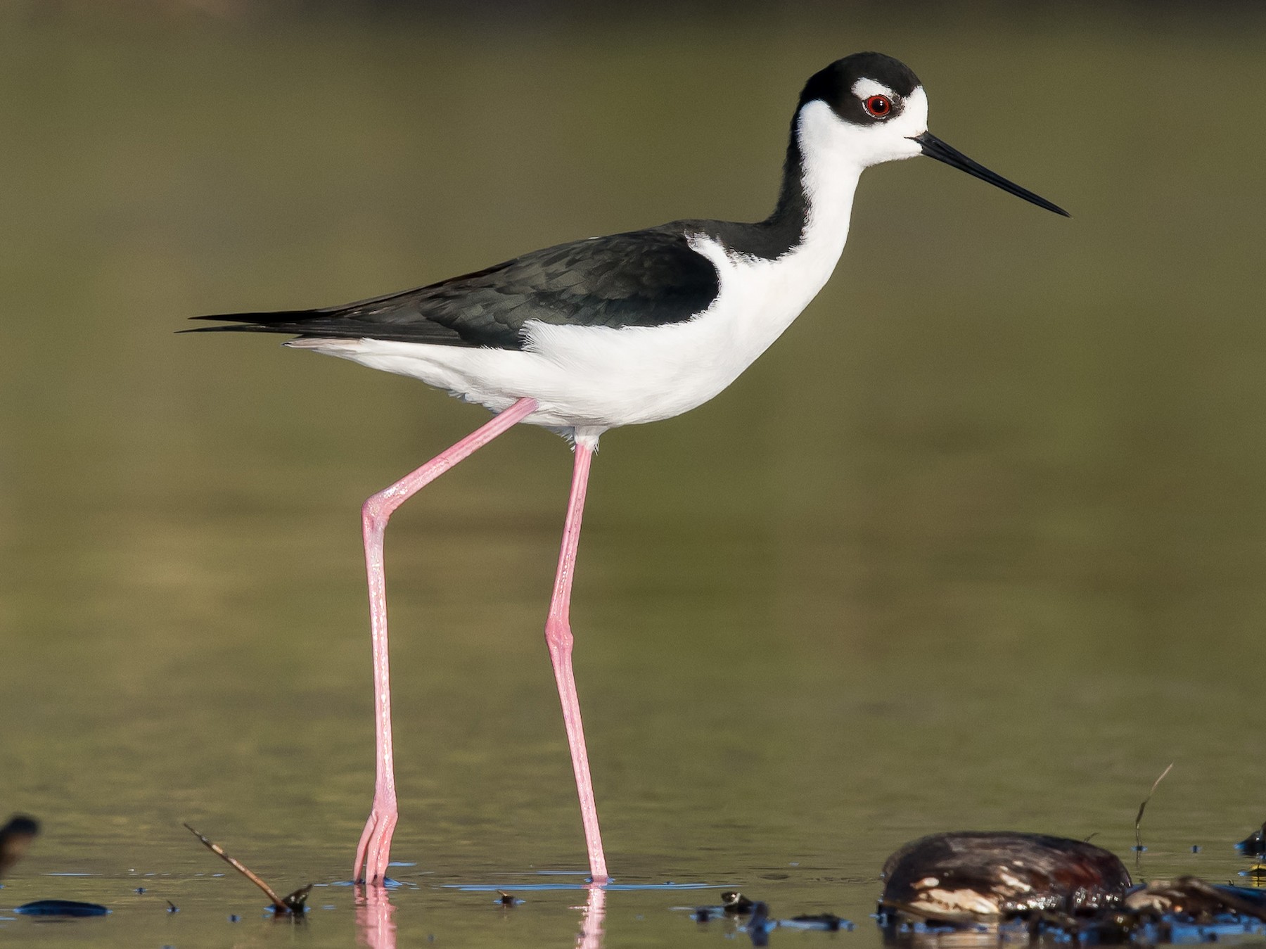 Black-necked Stilt Drink Wrap  Adjustable wildlife Cozies - Laterzees