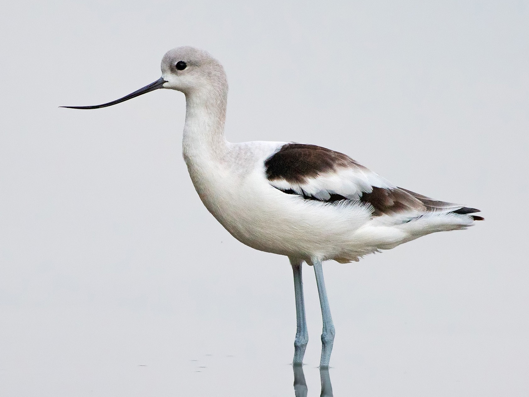 American Avocet - Denny Swaby