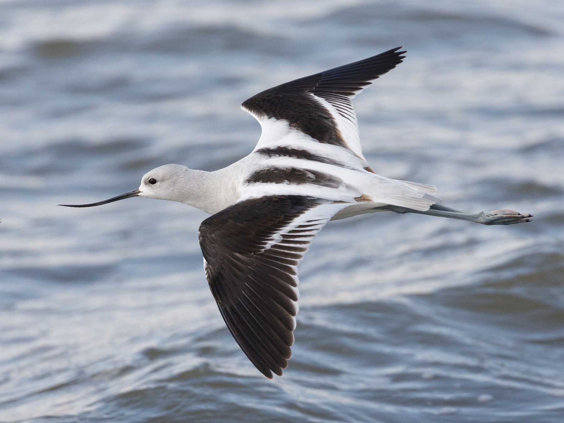 American Avocet - Darren Clark